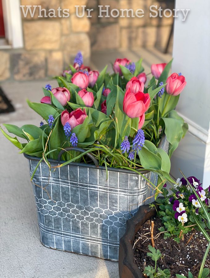 beautiful tulip planter-tulip and muscari