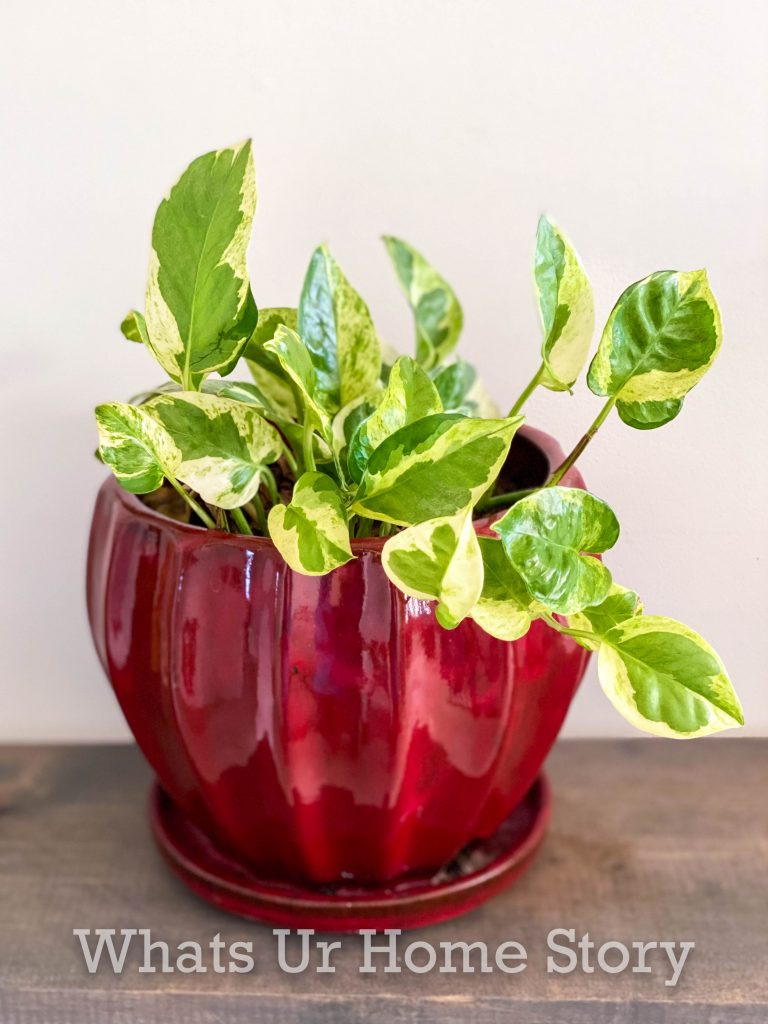 8 Best Pothos Varieties To Grow