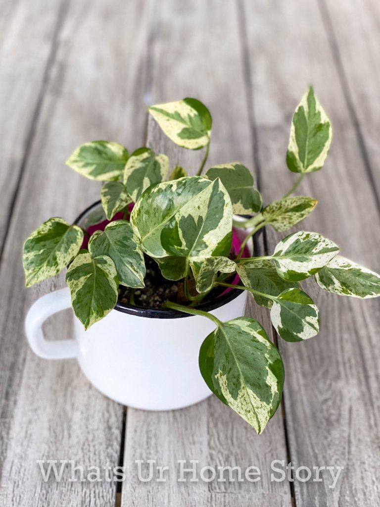 8 Best Pothos Varieties To Grow