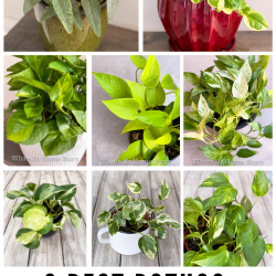 8-best-pothos-varieties-to-grow