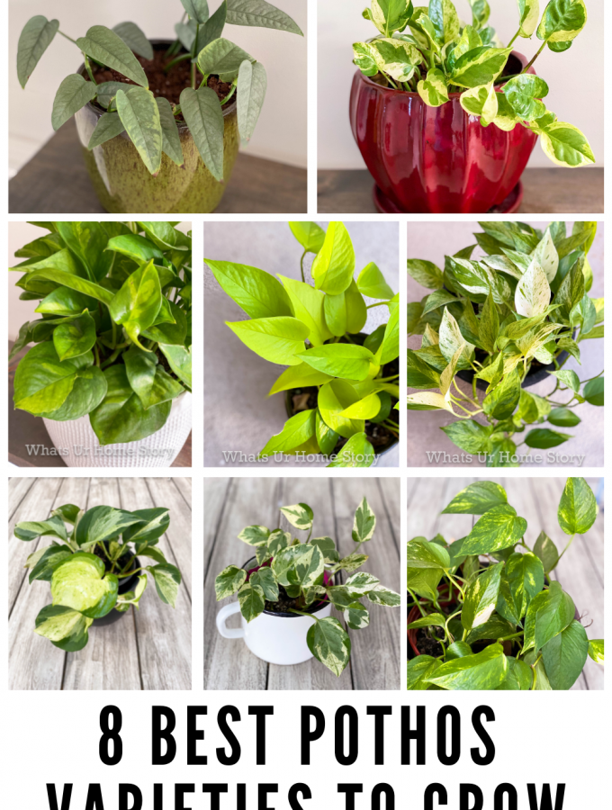 8-best-pothos-varieties-to-grow