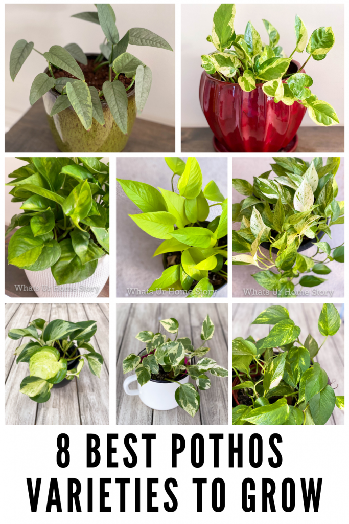 8 Best Pothos Varieties To Grow