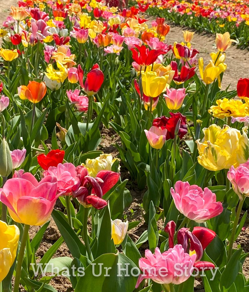 Burnside Farms Tulip Festival 2022