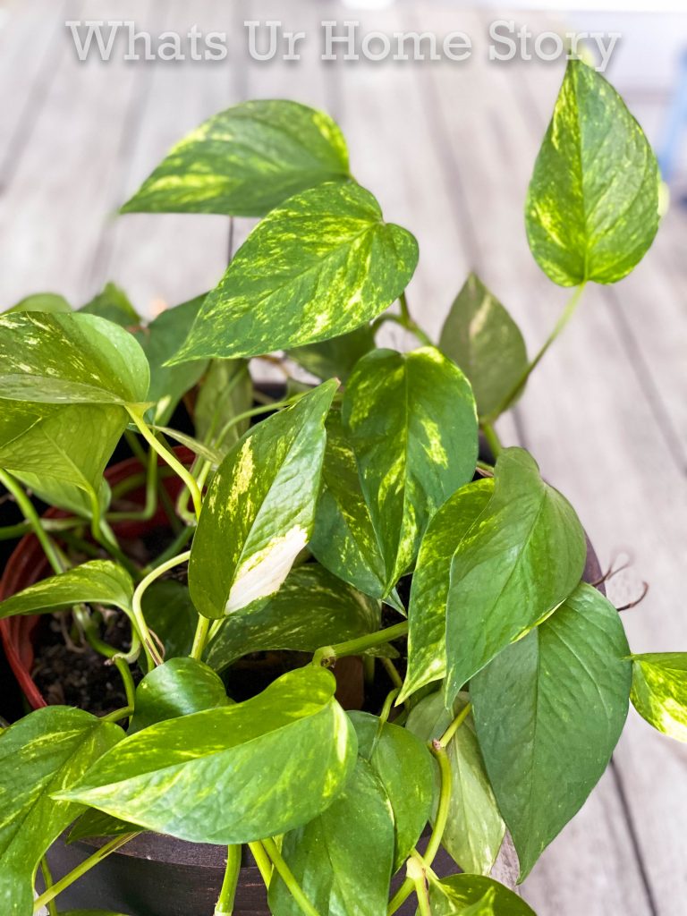 8 Best Pothos Varieties To Grow