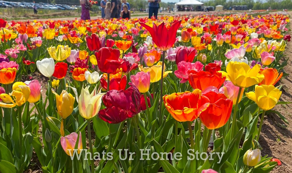 Burnside Farms Tulip Festival 2022