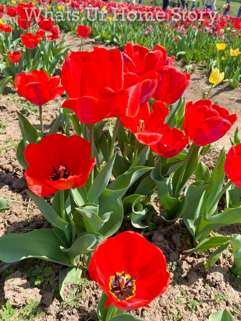 Burnside Farms Tulip Festival 2022