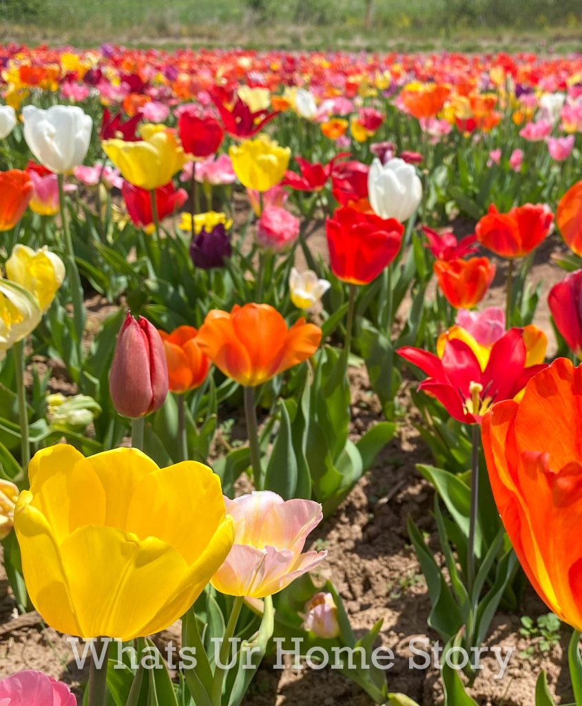 Burnside Farms Tulip Festival 2022