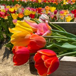 Tulip farms in Virginia