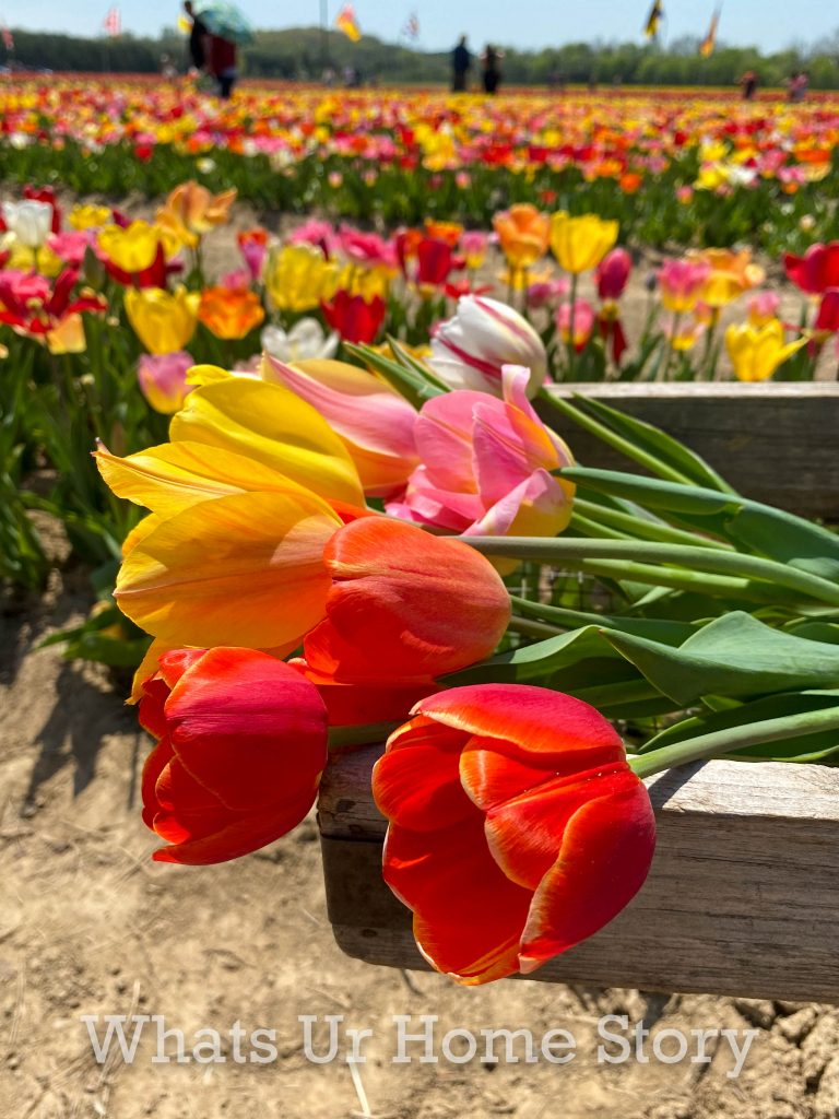 Burnside Farms Tulip Festival 2022