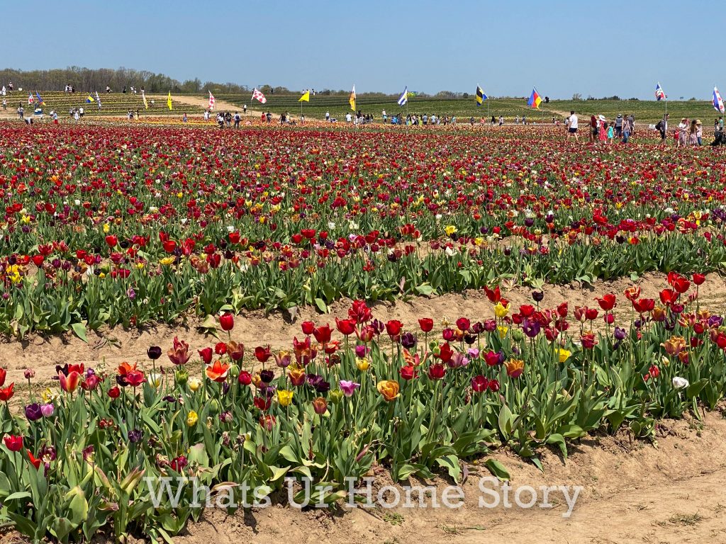 Burnside Farms Tulip Festival 2022